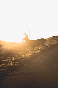 brown deer during sunset thumbnail