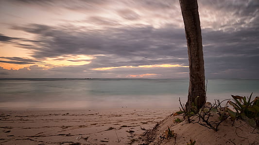 Tree on Sand Near Body of Water thumbnail