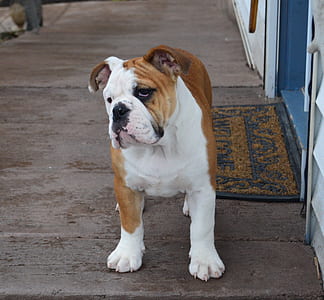 short-coated white and brown dog standing on brown wooden flor thumbnail