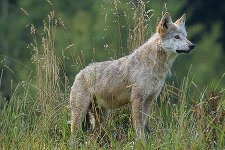 short-coated white wolf standing on green grass field thumbnail