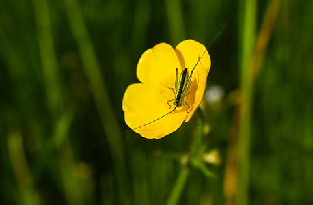 green grasshopper on yellow flower thumbnail