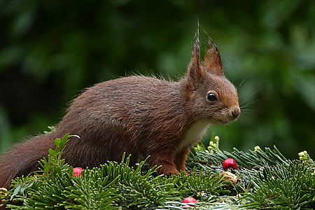 brown and white squirrel on green grass thumbnail
