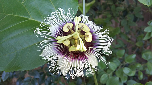 Passion Fruit, Passiflora thumbnail