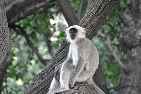 Grey and White Monkey on Tree Branch thumbnail