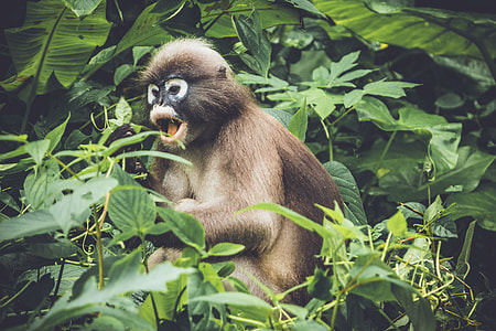 brown monkey toy thumbnail