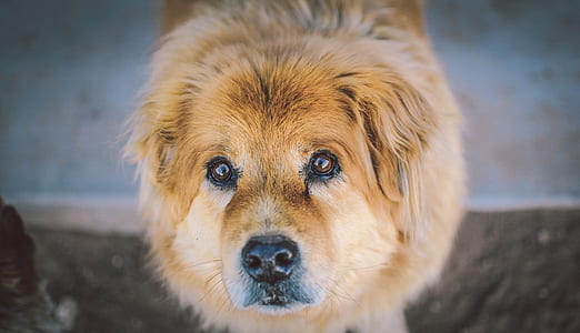 large long-coated tan dog thumbnail