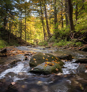 River in Forest during Daytime thumbnail