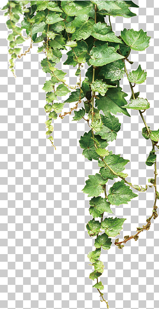 Te No Stock illustration Ha, Vines shelf, ivy plant PNG clipart