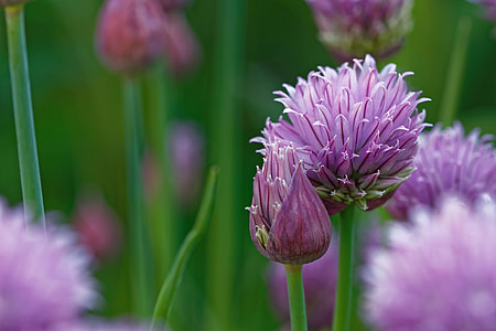 Chives, Allium Schoenoprasum thumbnail