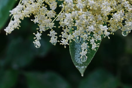 close up photo of white petaled flowers thumbnail