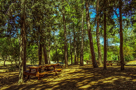 brown wooden picnic table near trees thumbnail