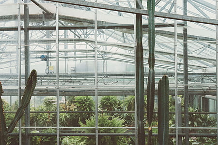 garden, glass, roof, plants thumbnail