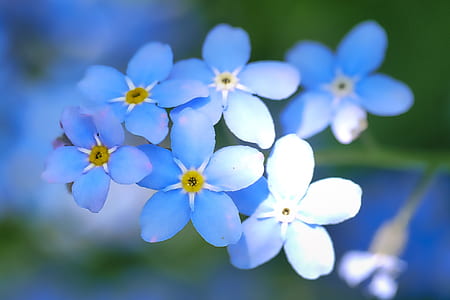 shallow focus photography of blue flowers thumbnail