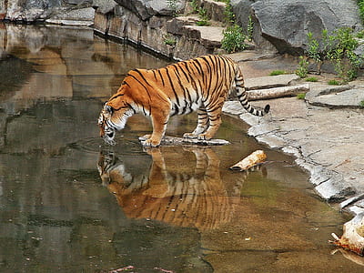 tiger drinking water thumbnail