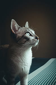 Close-up Photography of Cat thumbnail