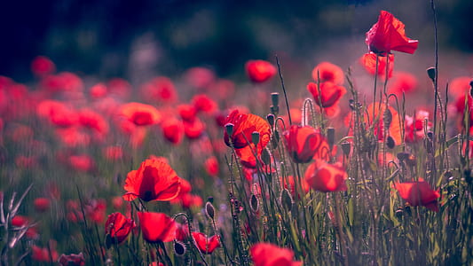 red flowers field thumbnail