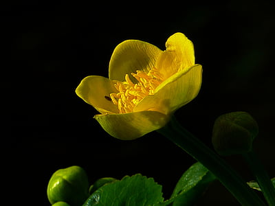 yellow petaled flower thumbnail
