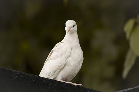 white bird perching on black surface thumbnail