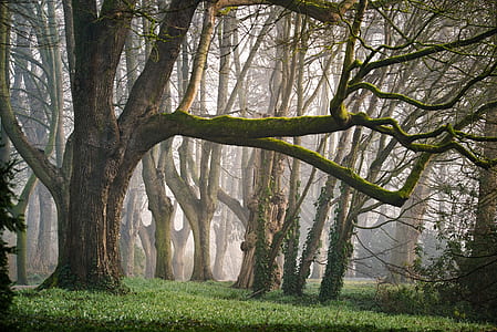 brown tree near green grass thumbnail