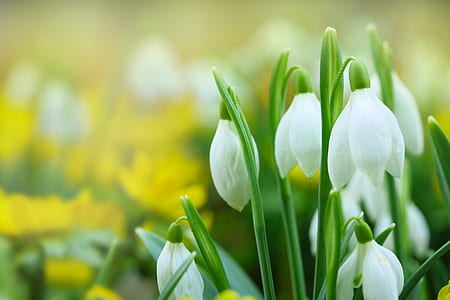 selective focus photography of white petaled flower thumbnail