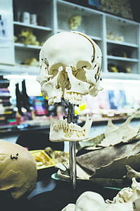 human skull figure thumbnail