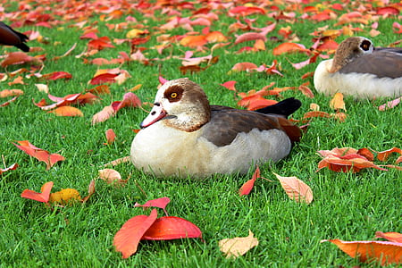 Black and White Duck on Green Grass Field during Daytime thumbnail