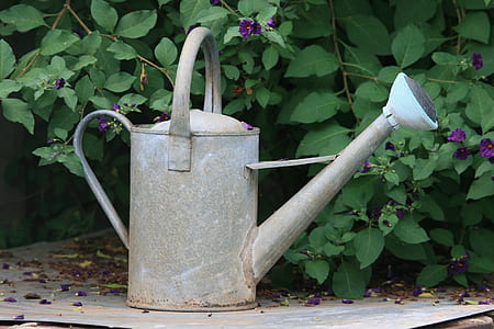 gray metal watering can near green leaf plant thumbnail