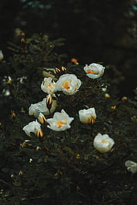 White Petaled Flower thumbnail