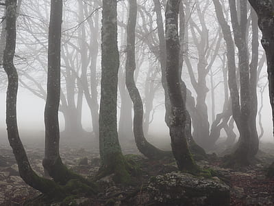 trees during daytime thumbnail
