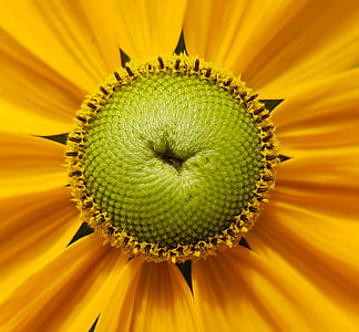 macro photo of yellow tithonia flower in bloom thumbnail