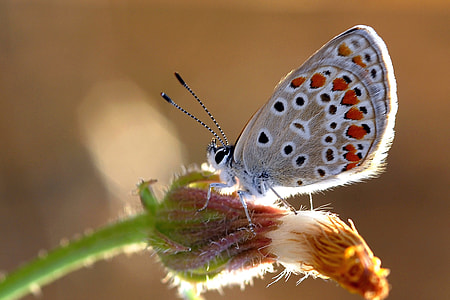 gray and brown moth butterfly thumbnail
