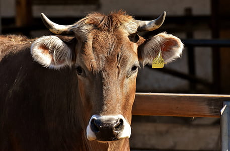 brown cow selective focal photo thumbnail