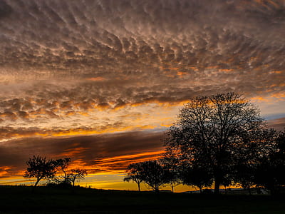 silhouette trees during golden hour thumbnail