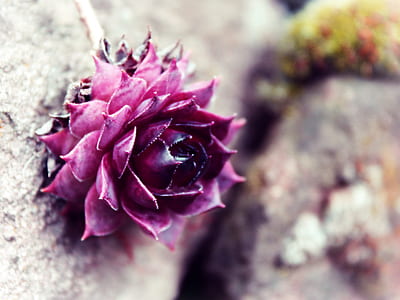 shallow focus photography of purple lotus thumbnail