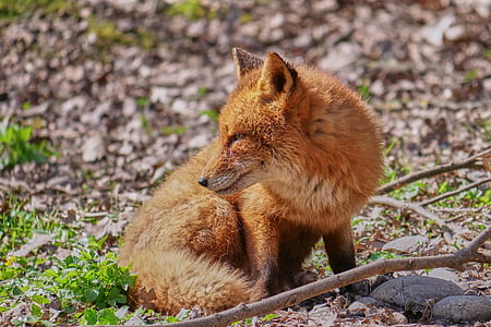 red fox laying on ground thumbnail