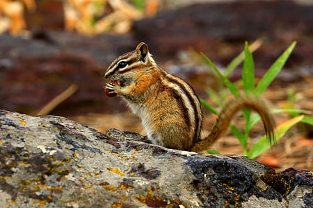 brown squirrel eating brown nut thumbnail