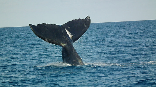 black whale diving into ocean thumbnail