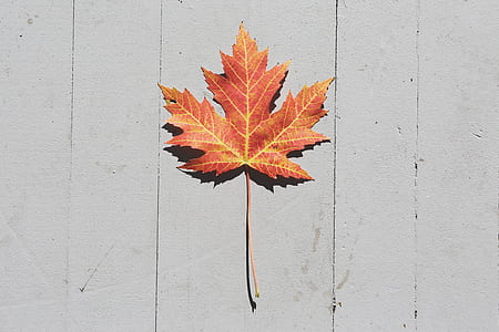 brown maple leaf thumbnail