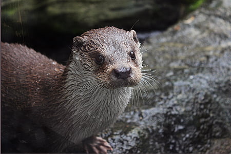 brown animal on gray surface during daytime thumbnail