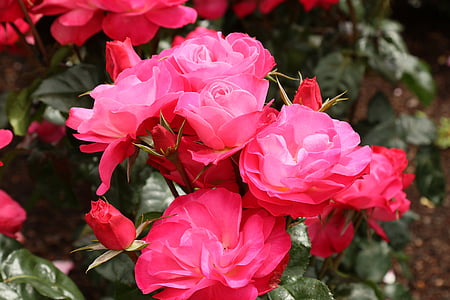 red rose flowers during daytime thumbnail
