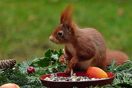 brown squirrel thumbnail