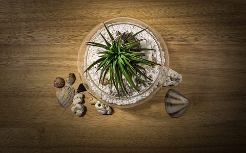 green plant in pot thumbnail