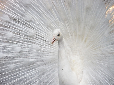white Peacock closeup photography thumbnail