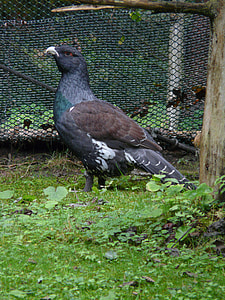 black and brown bird thumbnail