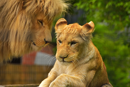 brown lion with tiger on focus photo thumbnail