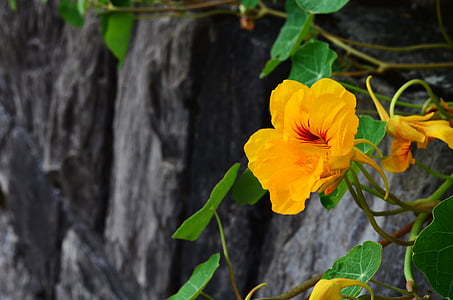 closeup photography of yellow and orange nasturtium flower vine on grey wall thumbnail