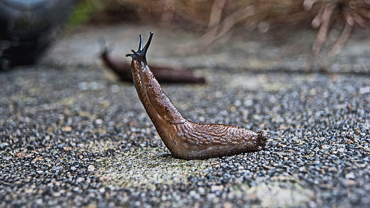 brown snail on top of gray surface thumbnail