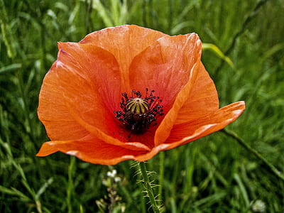 selective focus photography orange petaled flower at daytime thumbnail