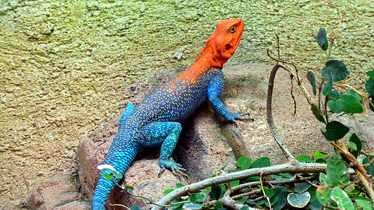 blue and orange lizard on stone beside plant at daytime thumbnail