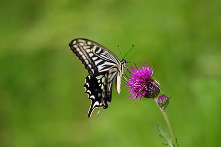 tiger swallowtail butterfly perching on purple flower in selective-focus photography thumbnail